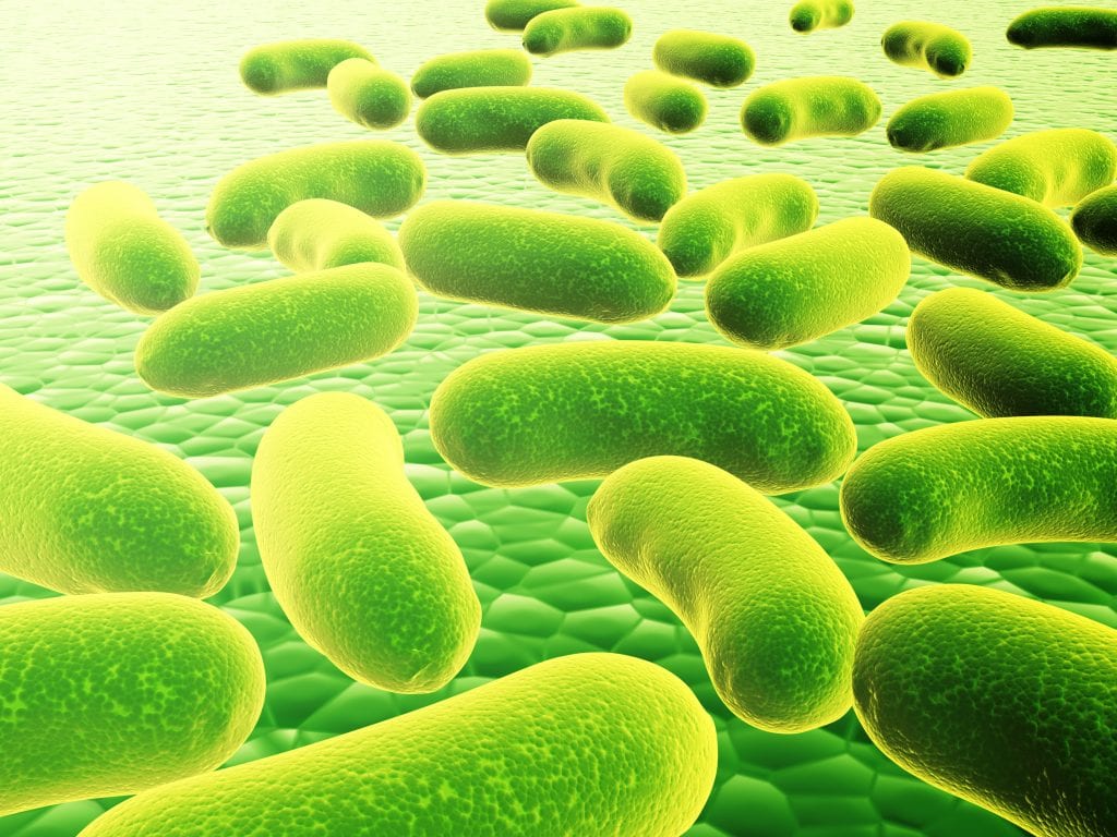 bacteria cells